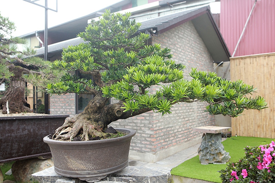 Hàng loạt “cụ” tùng la hán Nhật Bản tiền tỷ vượt biển về Việt Nam - 8 Hàng loạt “cụ” tùng la hán Nhật Bản tiền tỷ vượt biển về Việt Nam - 8