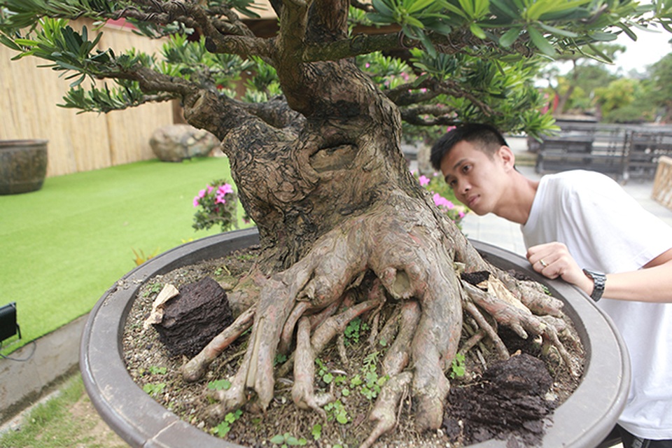 Hàng loạt “cụ” tùng la hán Nhật Bản tiền tỷ vượt biển về Việt Nam - 9 Hàng loạt “cụ” tùng la hán Nhật Bản tiền tỷ vượt biển về Việt Nam - 9