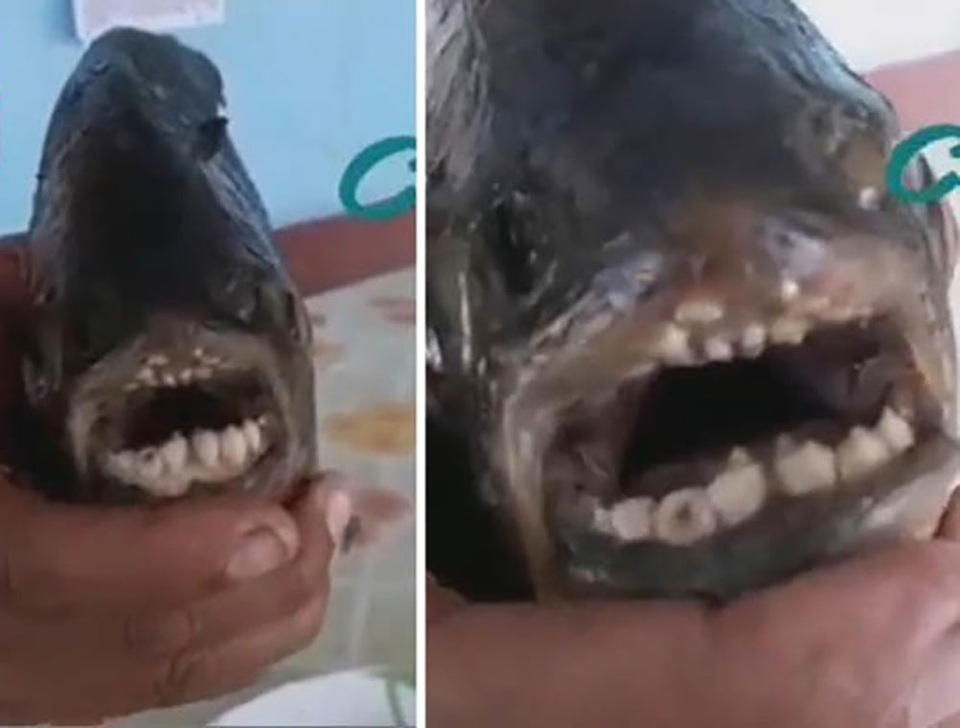 Bắt được loài cá kì lạ có hàm răng giống loài người - 1 Bắt được loài cá kì lạ có hàm răng giống loài người - 1