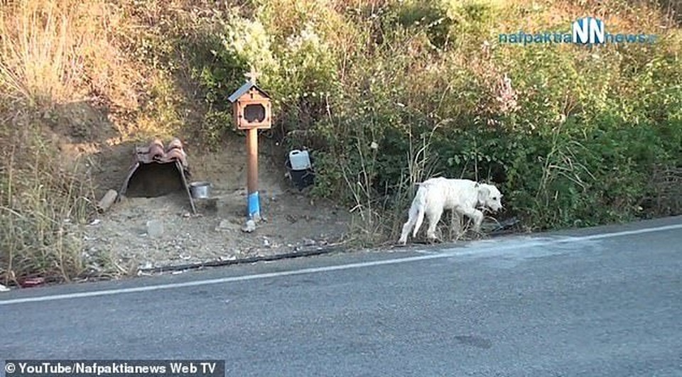 Suốt 18 tháng, chú chó trung thành chờ chủ ở nơi xảy ra tai nạn - 1