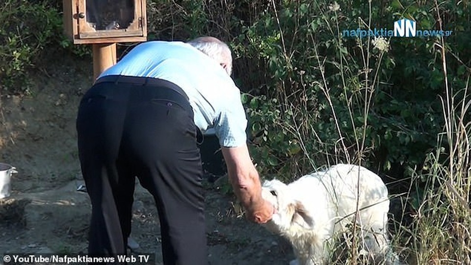 Suốt 18 tháng, chú chó trung thành chờ chủ ở nơi xảy ra tai nạn - 3