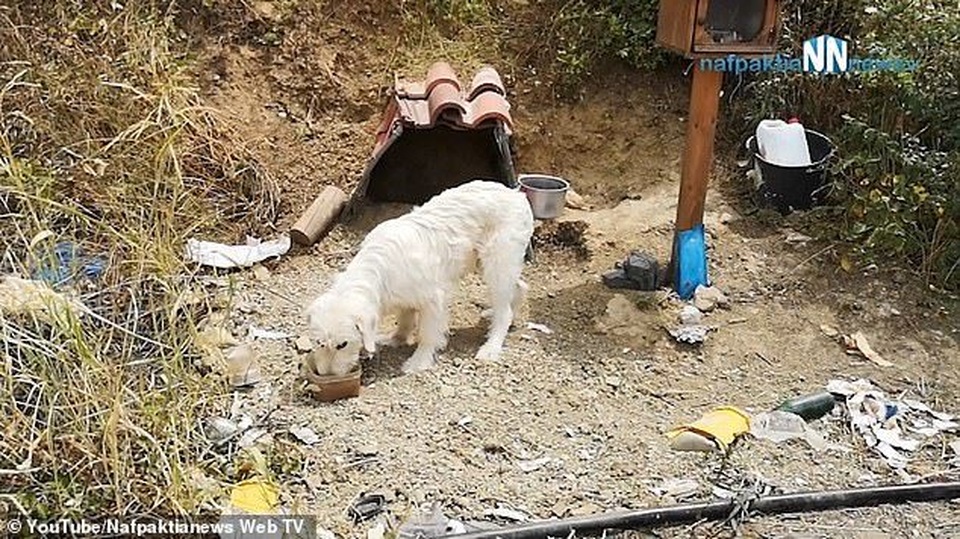 Suốt 18 tháng, chú chó trung thành chờ chủ ở nơi xảy ra tai nạn - 4