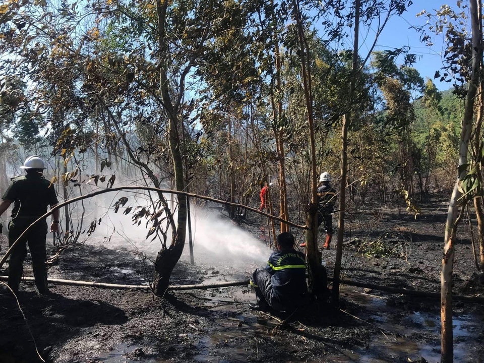 Đà Nẵng: Cháy lớn ở rừng tràm dưới chân núi Sơn Trà - 2
