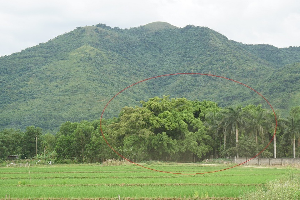 Tận mắt chiêm ngưỡng độ “khủng” của cây sanh hơn 800 năm tuổi trong phim Ma làng - 1