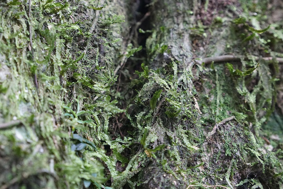 Tận mắt chiêm ngưỡng độ “khủng” của cây sanh hơn 800 năm tuổi trong phim Ma làng - 8