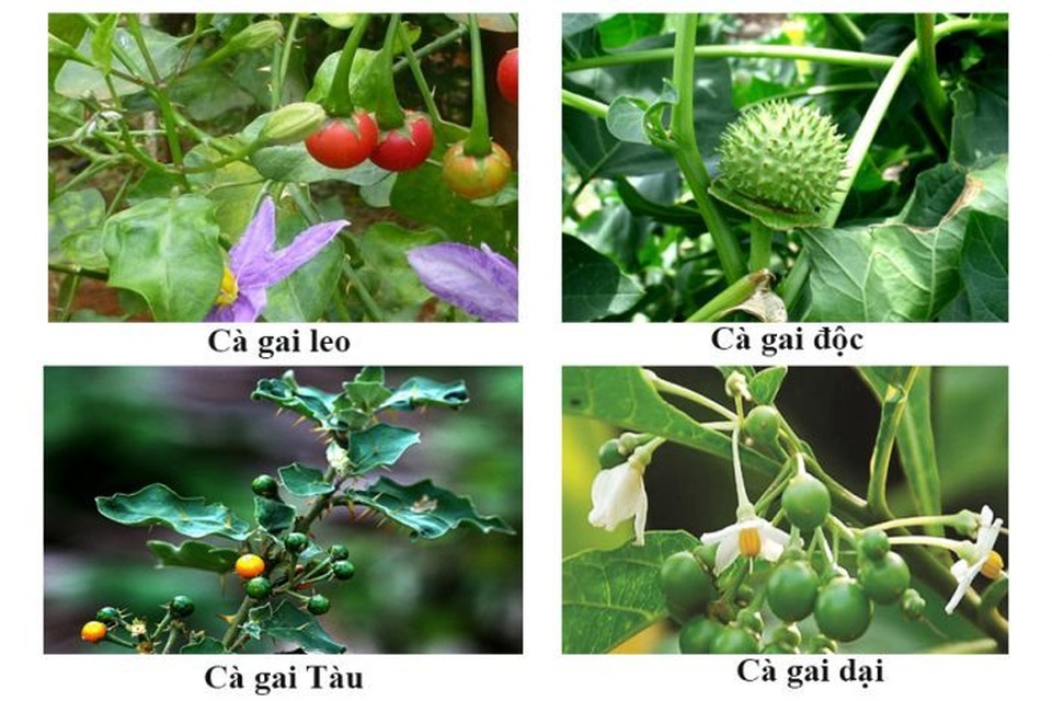 Không thể tùy tiện chọn Cà gai leo để hỗ trợ điều trị bệnh gan - 1 Không thể tùy tiện chọn Cà gai leo để hỗ trợ điều trị bệnh gan - 1
