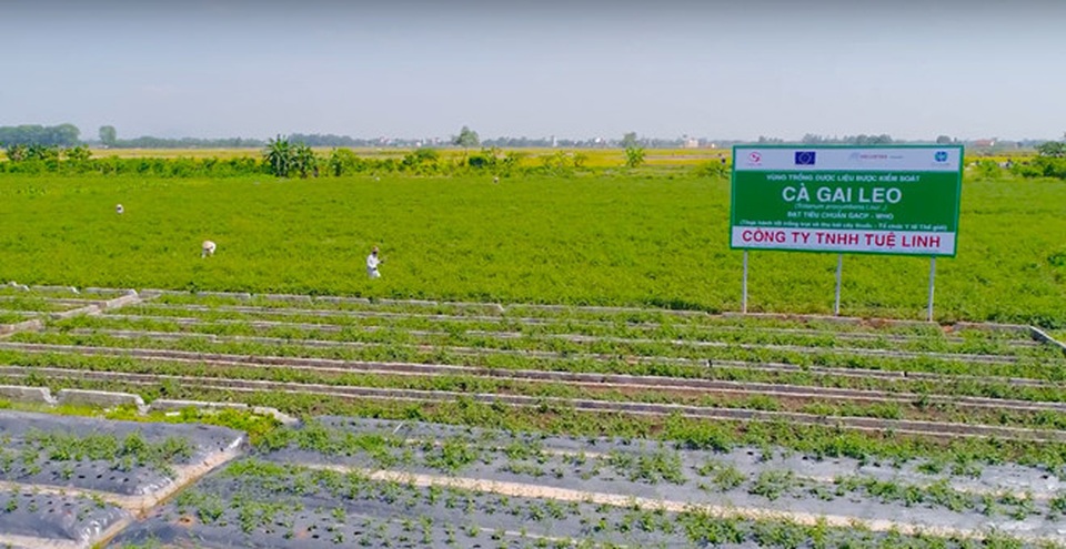 Không thể tùy tiện chọn Cà gai leo để hỗ trợ điều trị bệnh gan - 3 Không thể tùy tiện chọn Cà gai leo để hỗ trợ điều trị bệnh gan - 3