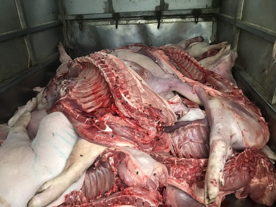 Bắt giữ xe ô tô chở gần 1 tấn thịt lợn chết đã bốc mùi - 2 Bắt giữ xe ô tô chở gần 1 tấn thịt lợn chết đã bốc mùi - 2