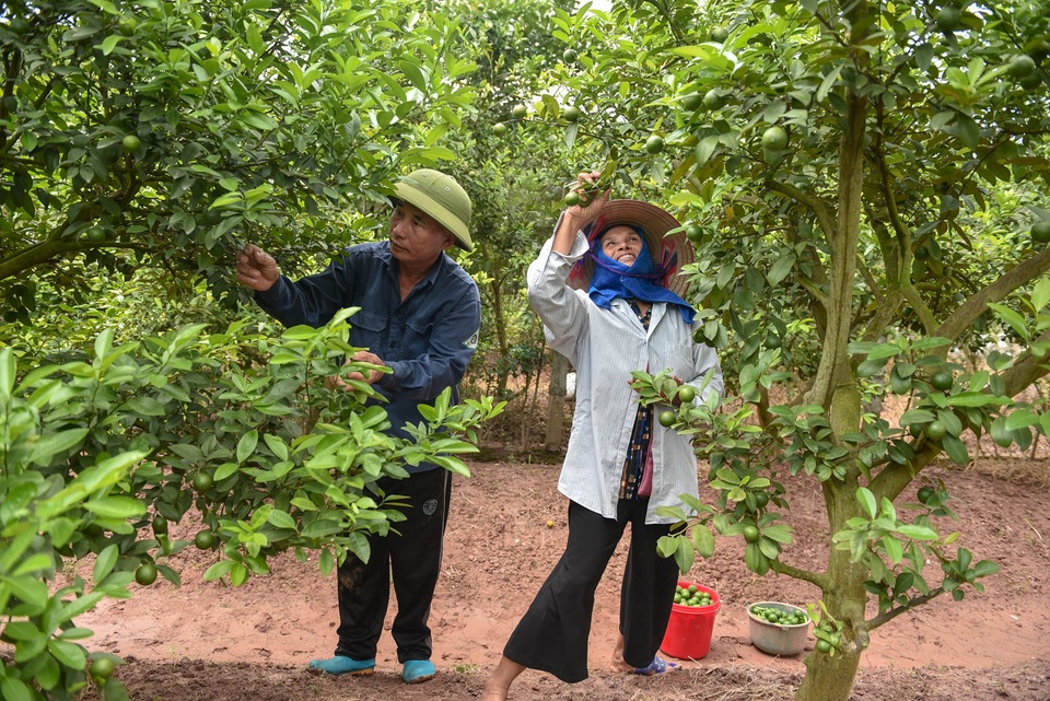 Đột nhập vườn chanh tứ quý trồng trên gốc bưởi, thu về 5 tỷ đồng/năm - 6 Đột nhập vườn chanh tứ quý trồng trên gốc bưởi, thu về 5 tỷ đồng/năm - 6