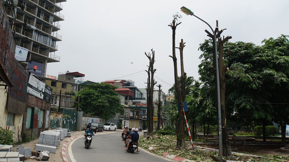 Hàng trăm cây hoa sữa ở Hà Nội bất ngờ bị chặt cành, cưa ngọn - 1 Hàng trăm cây hoa sữa ở Hà Nội bất ngờ bị chặt cành, cưa ngọn - 1