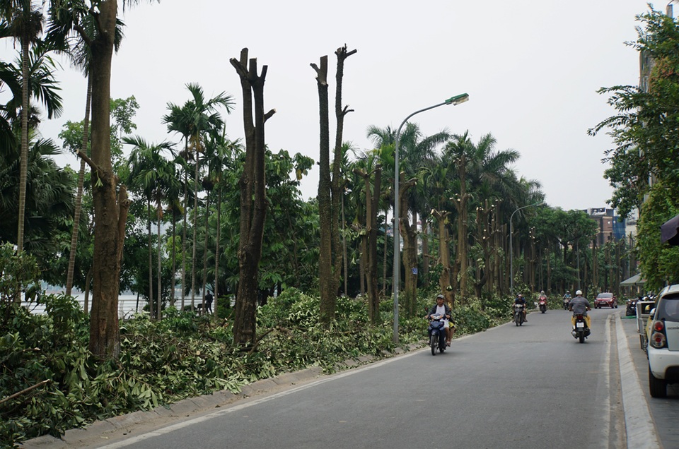 Hàng trăm cây hoa sữa ở Hà Nội bất ngờ bị chặt cành, cưa ngọn - 4 Hàng trăm cây hoa sữa ở Hà Nội bất ngờ bị chặt cành, cưa ngọn - 4