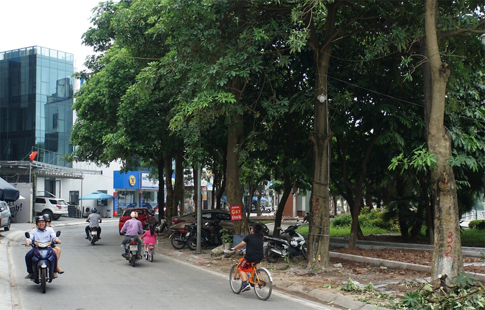 Hàng trăm cây hoa sữa ở Hà Nội bất ngờ bị chặt cành, cưa ngọn - 11 Hàng trăm cây hoa sữa ở Hà Nội bất ngờ bị chặt cành, cưa ngọn - 11