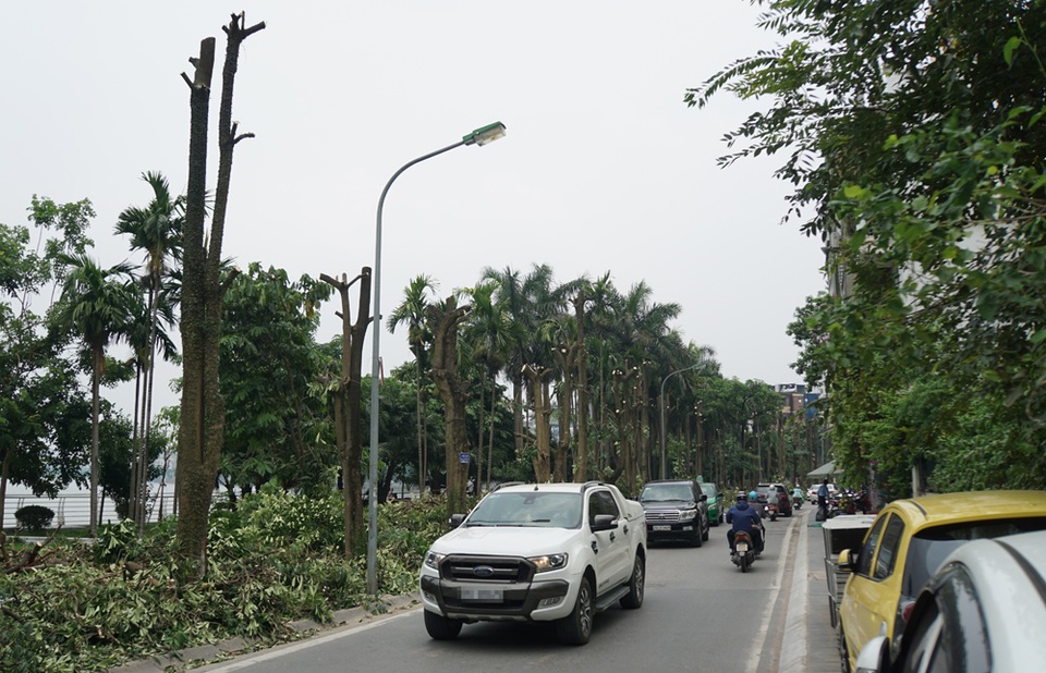 Hàng trăm cây hoa sữa ở Hà Nội bất ngờ bị chặt cành, cưa ngọn - 2 Hàng trăm cây hoa sữa ở Hà Nội bất ngờ bị chặt cành, cưa ngọn - 2