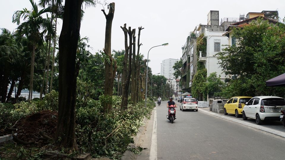 Hàng trăm cây hoa sữa ở Hà Nội bất ngờ bị chặt cành, cưa ngọn - 3 Hàng trăm cây hoa sữa ở Hà Nội bất ngờ bị chặt cành, cưa ngọn - 3