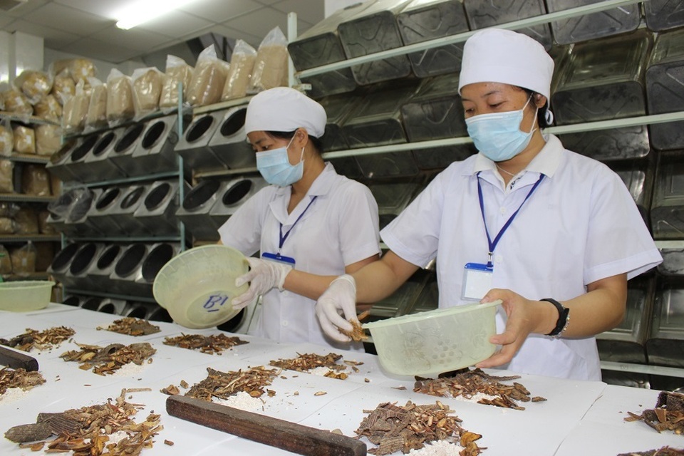 Thuốc Y học Cổ truyền đang ngày càng lép vế trước tân dược - 3