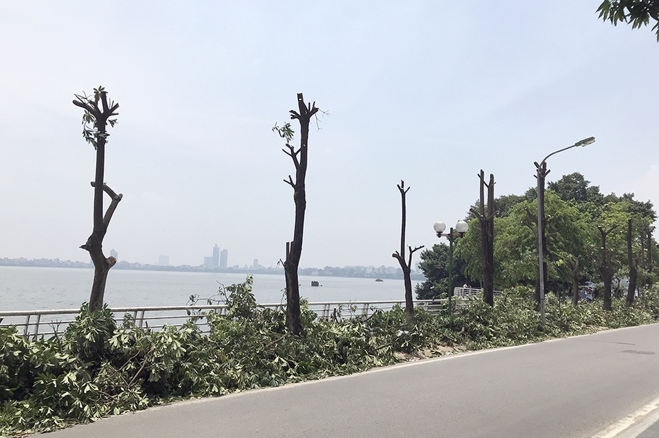 96 cây hoa sữa có át được mùi của bãi rác Nam Sơn? - 1 96 cây hoa sữa có át được mùi của bãi rác Nam Sơn? - 1