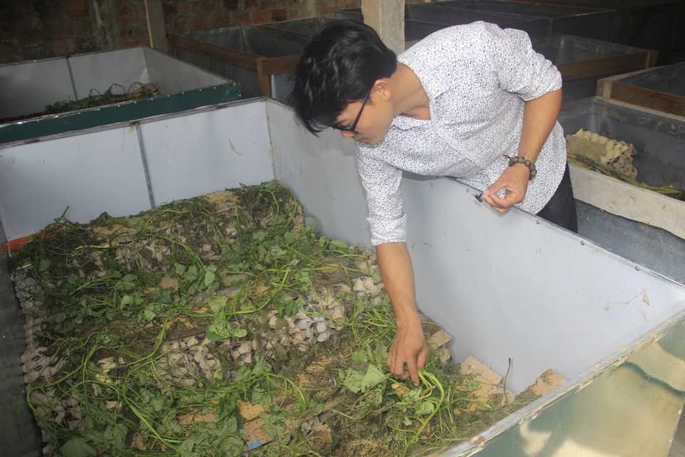 Bỏ ngang quản lý nhà hàng, thanh niên trẻ về quê nuôi dế mèn, thu gần 150 triệu đồng/năm - 1 Bỏ ngang quản lý nhà hàng, thanh niên trẻ về quê nuôi dế mèn, thu gần 150 triệu đồng/năm - 1