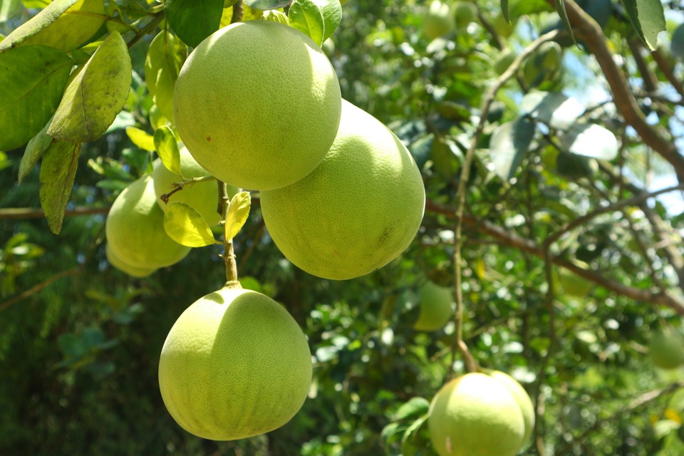 Khám phá làng Đại Bình Khám phá làng Đại Bình