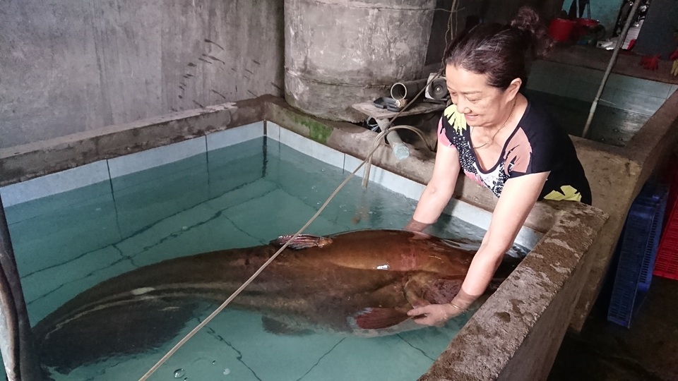 Cần thủ câu được con cá leo “khủng” nặng 80kg - 1 Cần thủ câu được con cá leo “khủng” nặng 80kg - 1