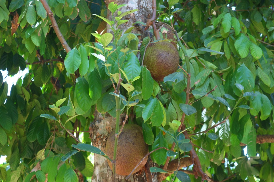 Khám phá làng Đại Bình Khám phá làng Đại Bình