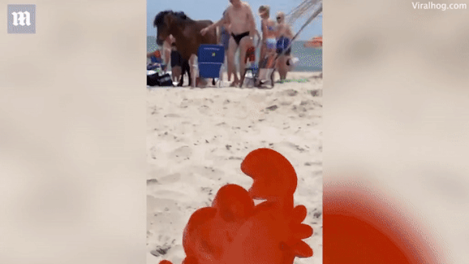 Ngựa hoang tung cước đá trúng vào bộ phận “nhạy cảm” của khách - 1 Ngựa hoang tung cước đá trúng vào bộ phận “nhạy cảm” của khách - 1