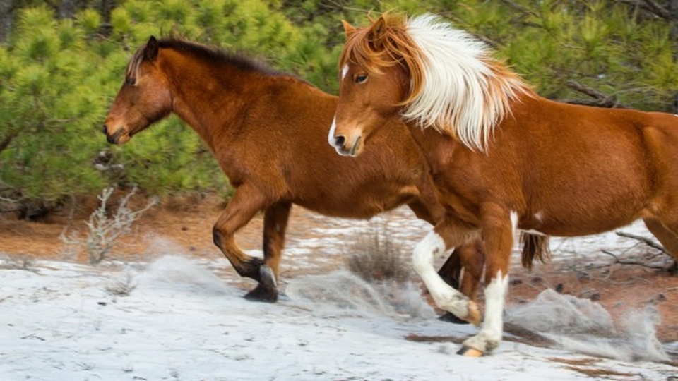 Ngựa hoang tung cước đá trúng vào bộ phận “nhạy cảm” của khách - 2 Ngựa hoang tung cước đá trúng vào bộ phận “nhạy cảm” của khách - 2