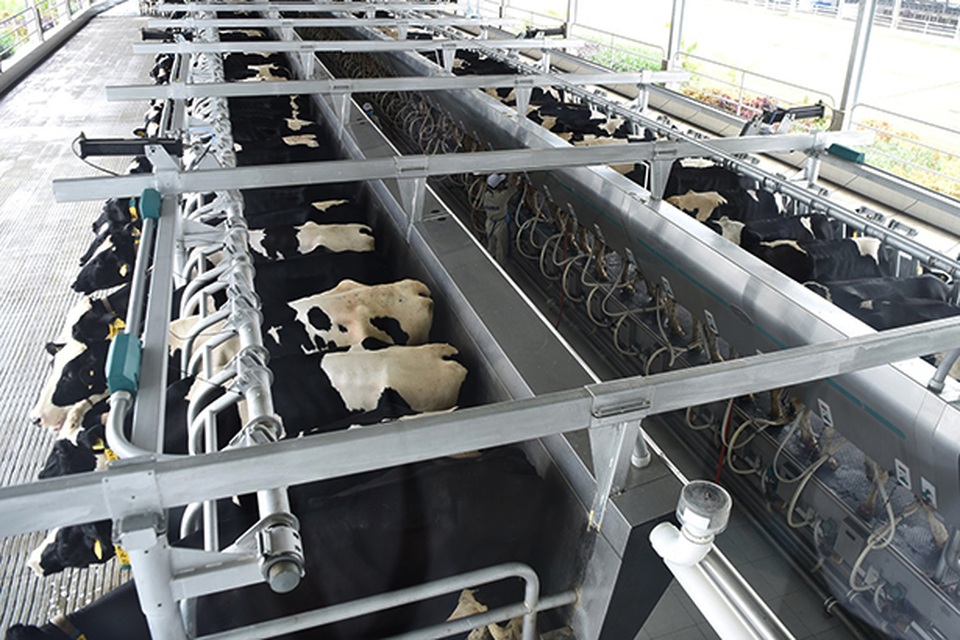 Số phận trái ngược của hai dự án chăn nuôi bò khủng tại Hà Tĩnh - 5 Số phận trái ngược của hai dự án chăn nuôi bò khủng tại Hà Tĩnh - 5