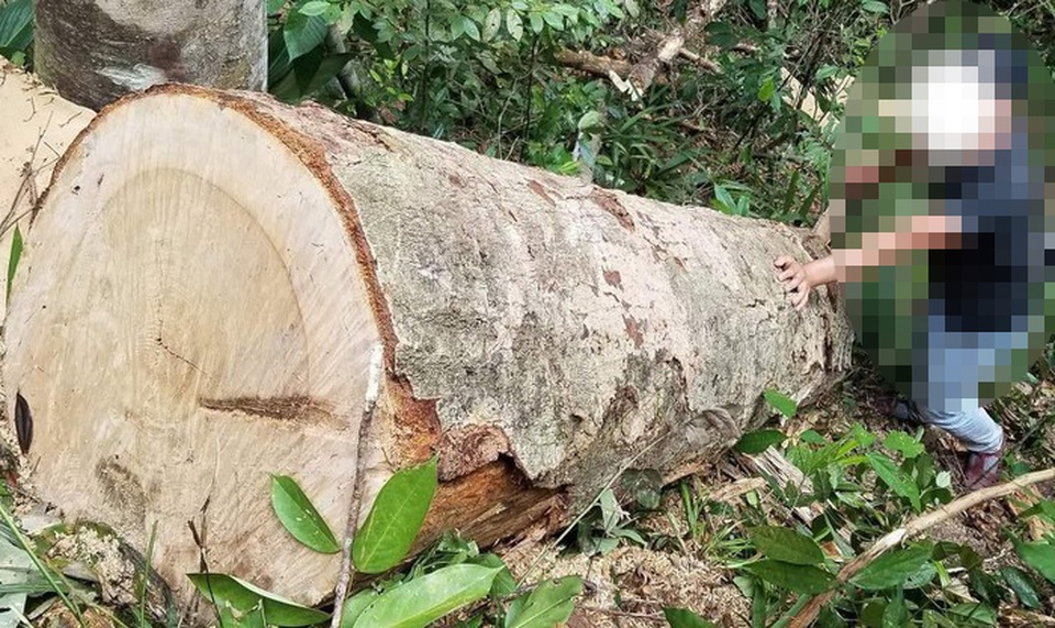 Cận cảnh cánh rừng cổ thụ bị xẻ thịt tan hoang tại Gia Lai! - 2 Cận cảnh cánh rừng cổ thụ bị xẻ thịt tan hoang tại Gia Lai! - 2