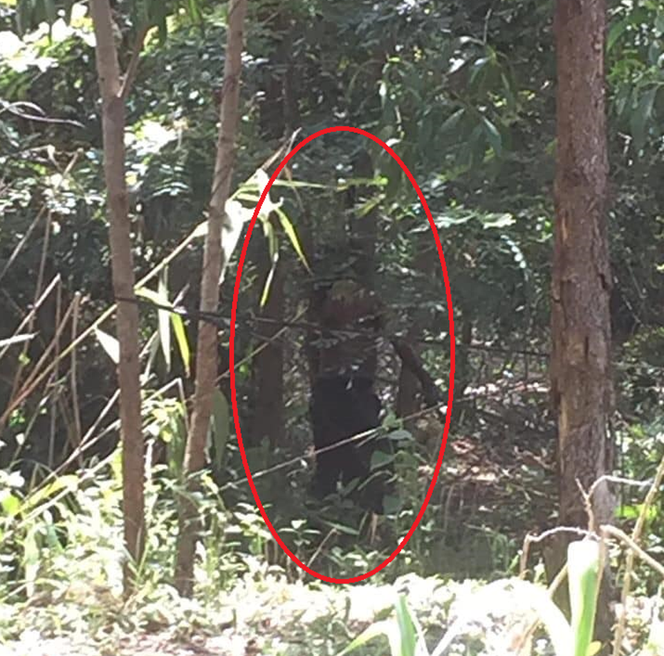 Đi hái măng tá hỏa phát hiện thi thể người đàn ông trong tư thế treo cổ - 1