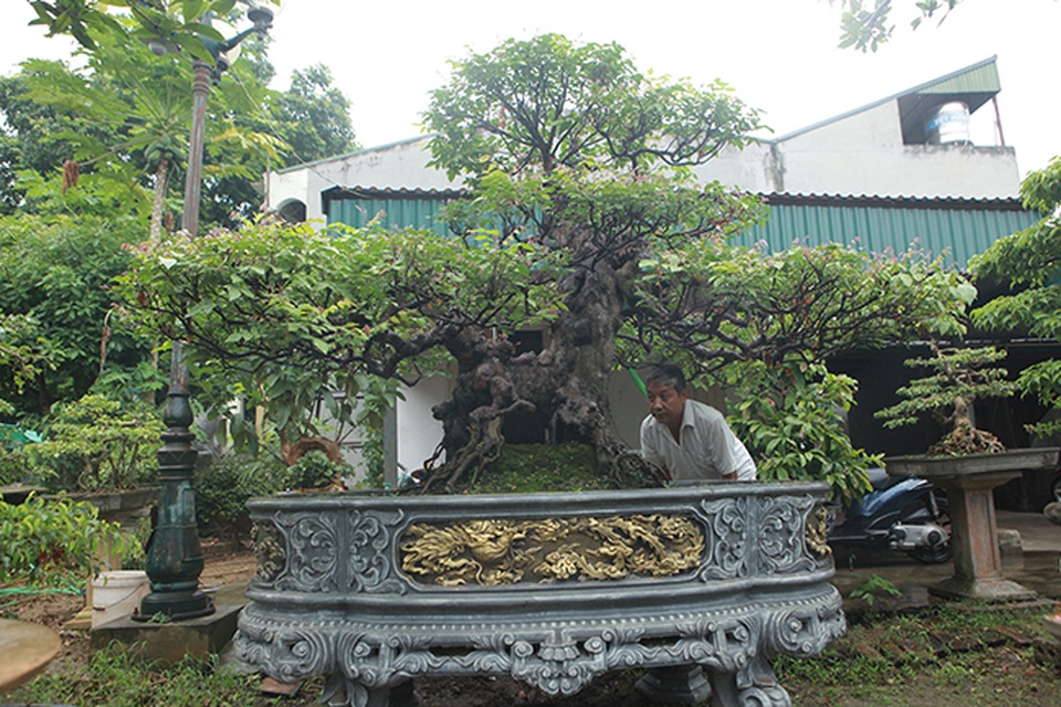 Cây khế bỗng có giá lên đến 10 cây vàng nhờ hình dáng giống con nghê - 1 Cây khế bỗng có giá lên đến 10 cây vàng nhờ hình dáng giống con nghê - 1