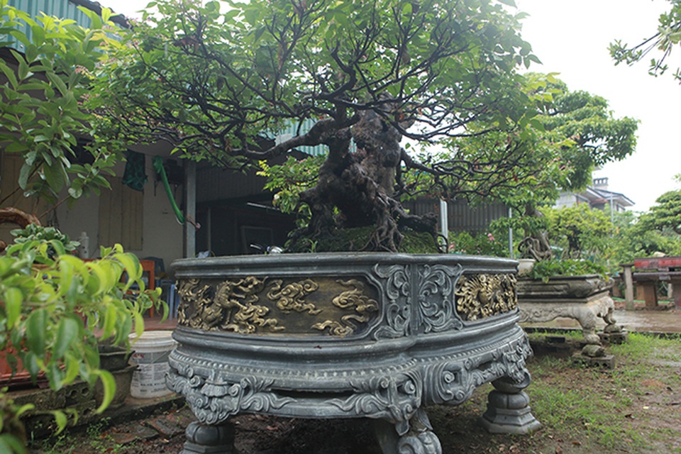 Cây khế bỗng có giá lên đến 10 cây vàng nhờ hình dáng giống con nghê - 17 Cây khế bỗng có giá lên đến 10 cây vàng nhờ hình dáng giống con nghê - 17