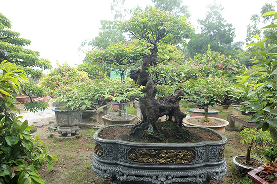 Cây khế bỗng có giá lên đến 10 cây vàng nhờ hình dáng giống con nghê - 4 Cây khế bỗng có giá lên đến 10 cây vàng nhờ hình dáng giống con nghê - 4