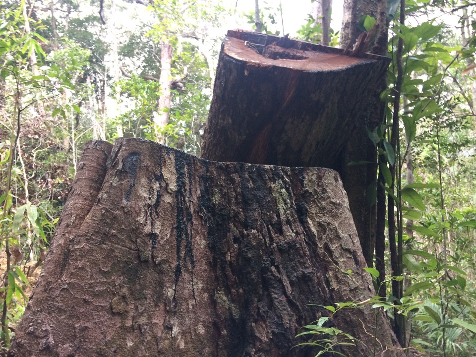 Cận cảnh cánh rừng cổ thụ bị xẻ thịt tan hoang tại Gia Lai! - 9 Cận cảnh cánh rừng cổ thụ bị xẻ thịt tan hoang tại Gia Lai! - 9