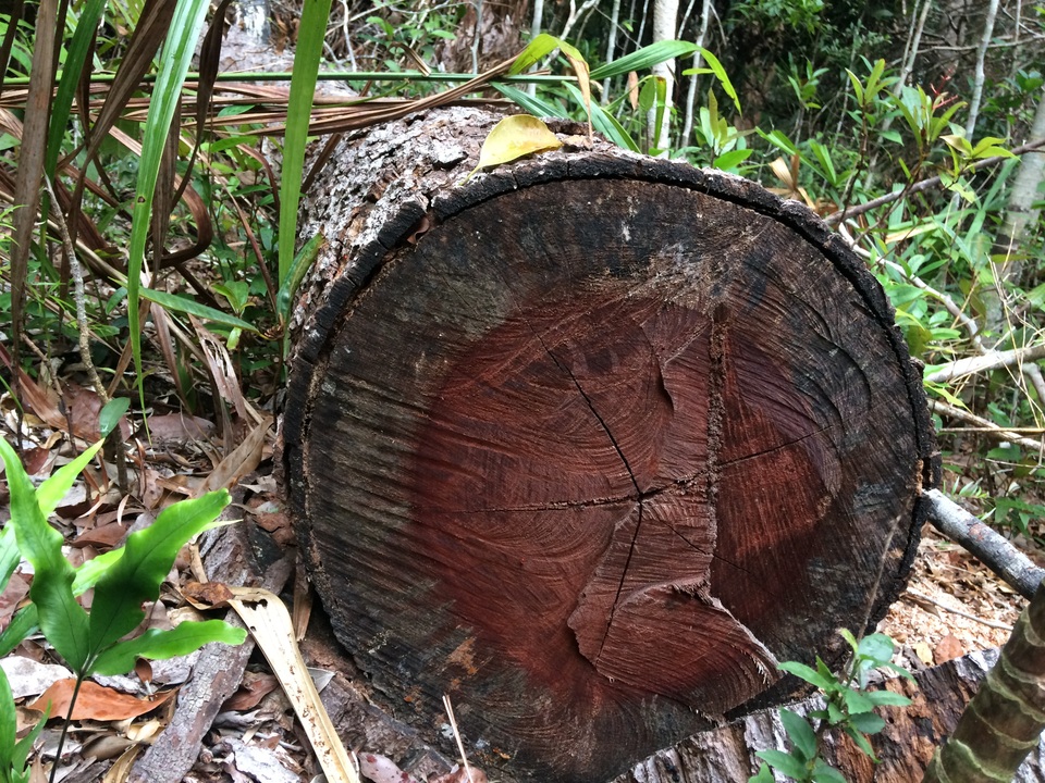 Cận cảnh cánh rừng cổ thụ bị xẻ thịt tan hoang tại Gia Lai! - 8 Cận cảnh cánh rừng cổ thụ bị xẻ thịt tan hoang tại Gia Lai! - 8