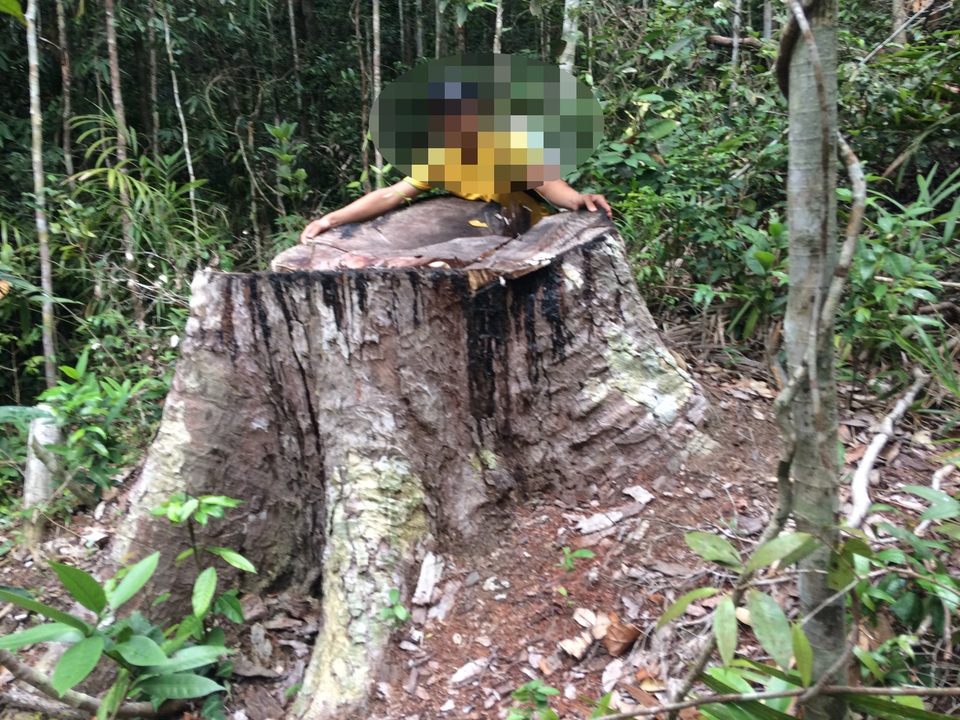 Cận cảnh cánh rừng cổ thụ bị xẻ thịt tan hoang tại Gia Lai! - 10 Cận cảnh cánh rừng cổ thụ bị xẻ thịt tan hoang tại Gia Lai! - 10