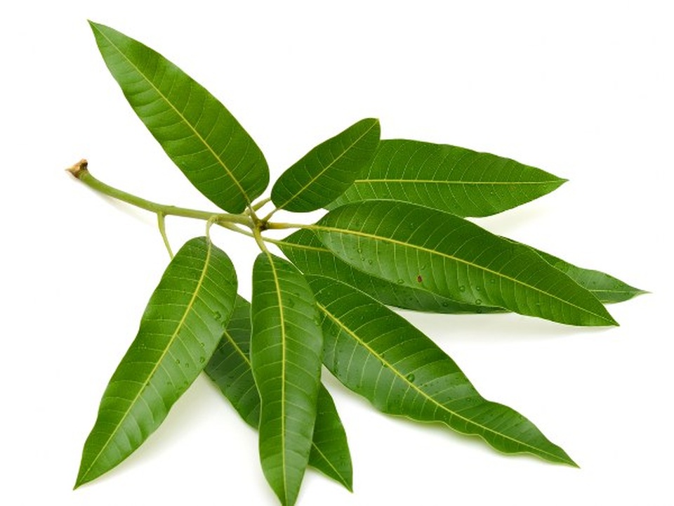Bất ngờ với những lợi ích sức khỏe của lá xoài - 1 Bất ngờ với những lợi ích sức khỏe của lá xoài - 1