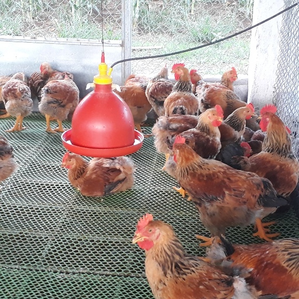 Mãn hạn tù về nuôi gà Trung Quốc, cứ bán 1 lứa lãi gần 50 triệu đồng - 2 Mãn hạn tù về nuôi gà Trung Quốc, cứ bán 1 lứa lãi gần 50 triệu đồng - 2