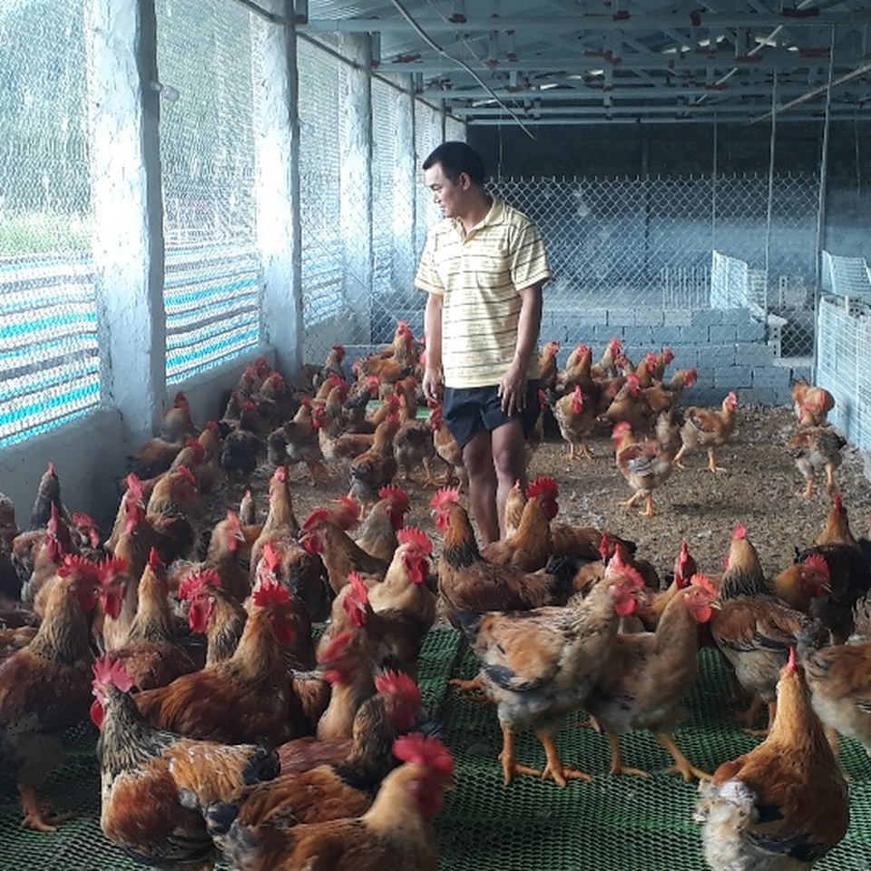 Mãn hạn tù về nuôi gà Trung Quốc, cứ bán 1 lứa lãi gần 50 triệu đồng - 3 Mãn hạn tù về nuôi gà Trung Quốc, cứ bán 1 lứa lãi gần 50 triệu đồng - 3