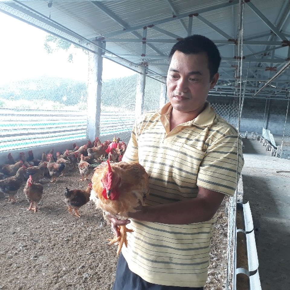 Mãn hạn tù về nuôi gà Trung Quốc, cứ bán 1 lứa lãi gần 50 triệu đồng - 4 Mãn hạn tù về nuôi gà Trung Quốc, cứ bán 1 lứa lãi gần 50 triệu đồng - 4