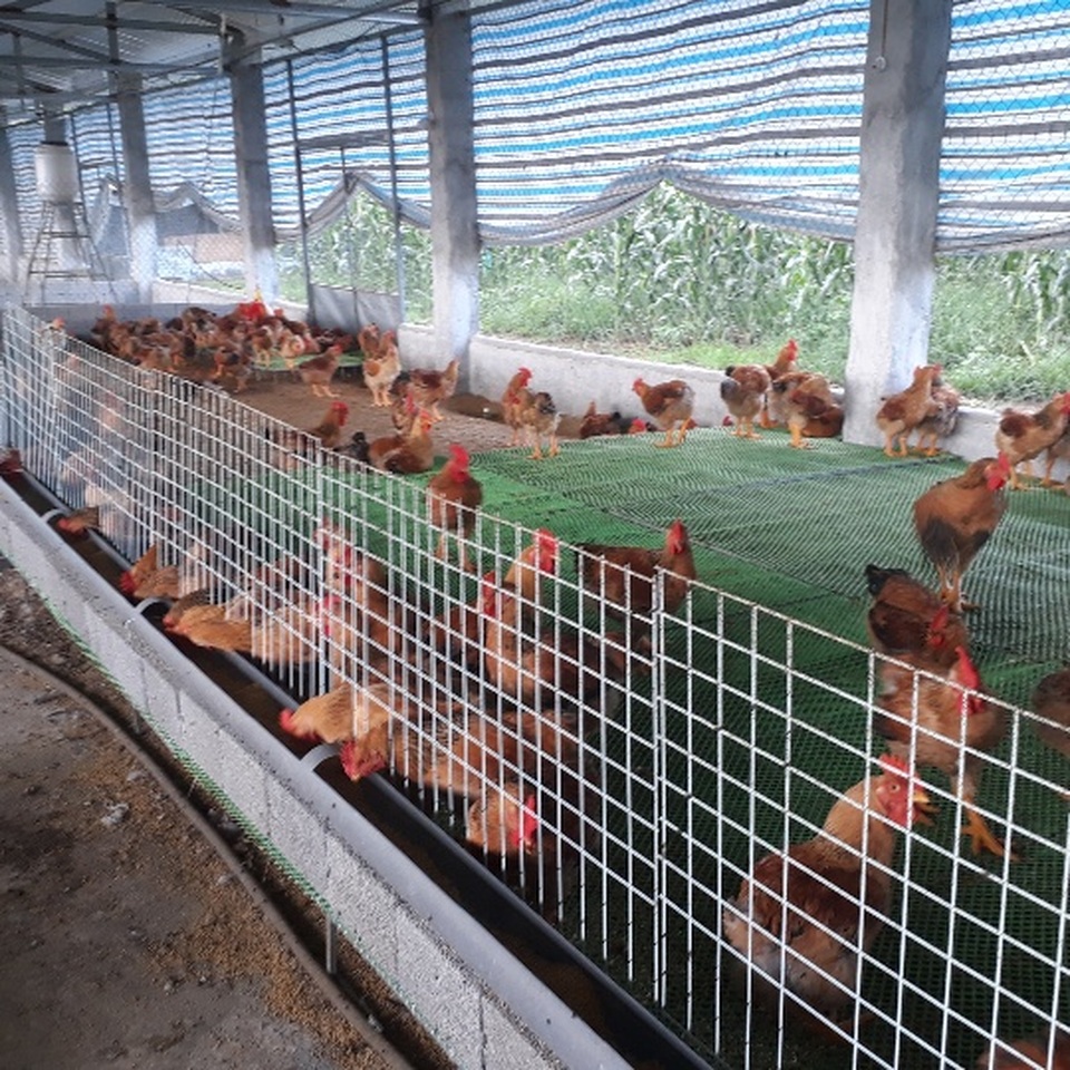 Mãn hạn tù về nuôi gà Trung Quốc, cứ bán 1 lứa lãi gần 50 triệu đồng - 5 Mãn hạn tù về nuôi gà Trung Quốc, cứ bán 1 lứa lãi gần 50 triệu đồng - 5