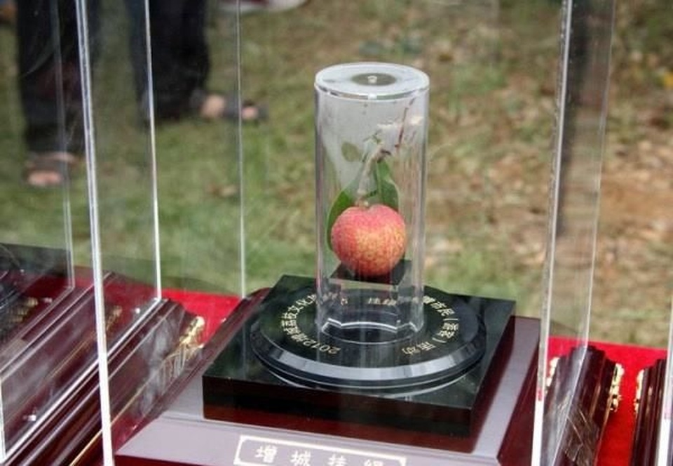 4 loại quả đắt đỏ nhất trên thế giới, một loại có giá bằng 1 chiếc Mercedes-Benz - 1 4 loại quả đắt đỏ nhất trên thế giới, một loại có giá bằng 1 chiếc Mercedes-Benz - 1