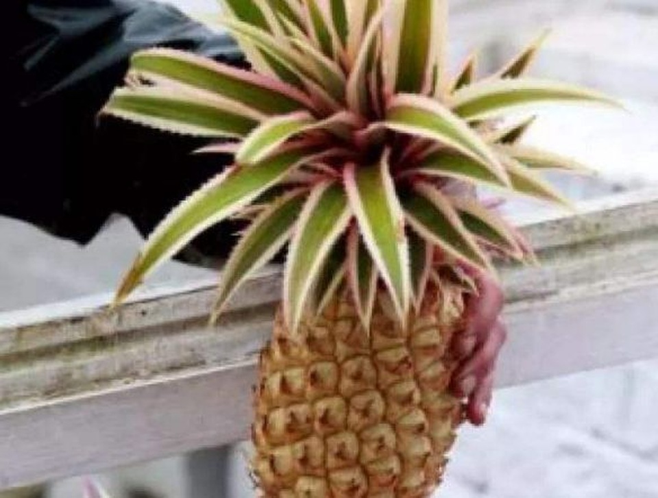 4 loại quả đắt đỏ nhất trên thế giới, một loại có giá bằng 1 chiếc Mercedes-Benz - 4 4 loại quả đắt đỏ nhất trên thế giới, một loại có giá bằng 1 chiếc Mercedes-Benz - 4