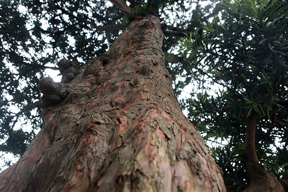 Không mất công tạo tác, cây tùng này đã có giá đắt ngang siêu xe - 3 Không mất công tạo tác, cây tùng này đã có giá đắt ngang siêu xe - 3