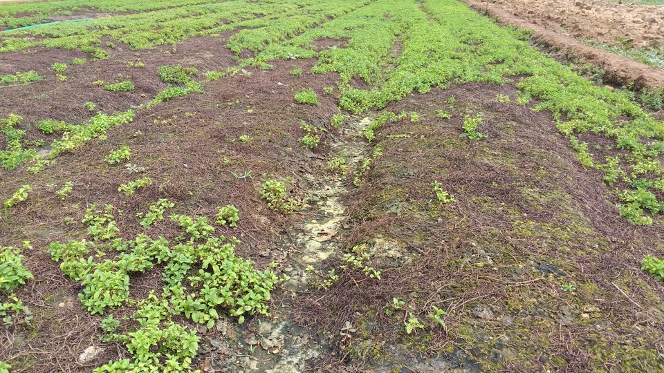 Nông dân điêu đứng vì rau chết khô, đất bỏ hoang - 2 Nông dân điêu đứng vì rau chết khô, đất bỏ hoang - 2