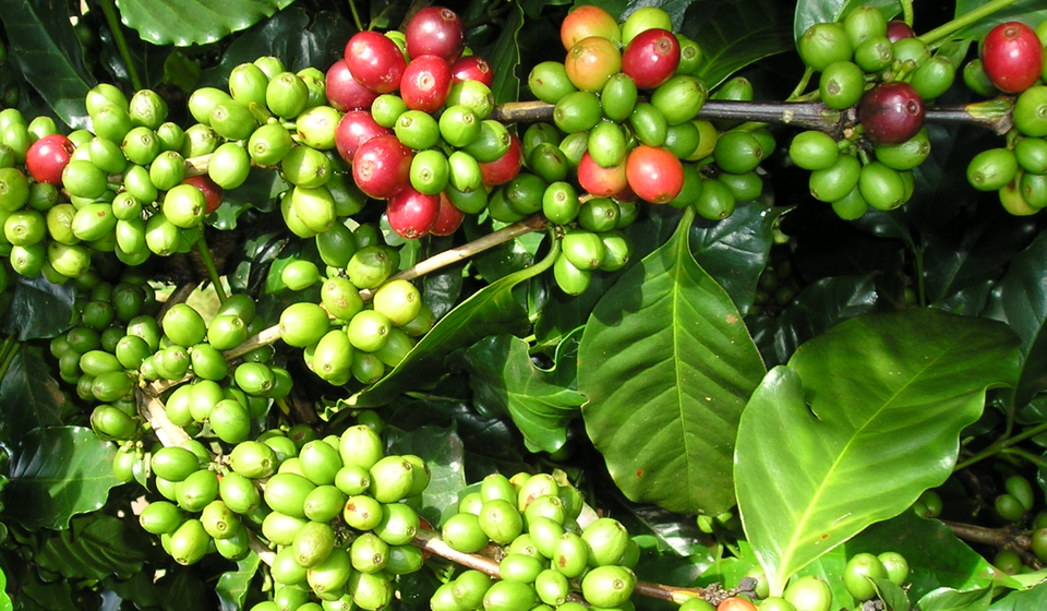 Giải pháp cho người mắc viêm đại tràng co thắt do uống nhiều rượu bia - 2