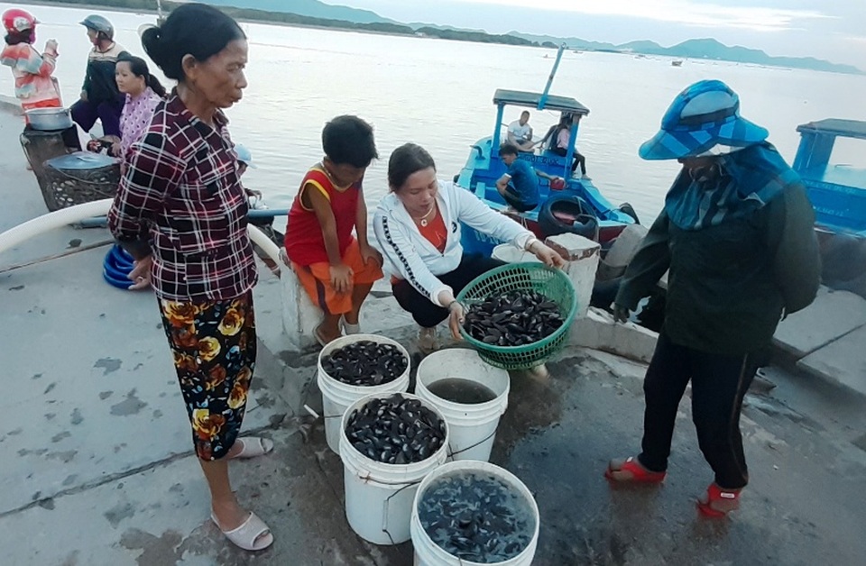 Dân đổ xô đi hút…phễnh, kiếm bạc triệu mỗi ngày - 2 Dân đổ xô đi hút…phễnh, kiếm bạc triệu mỗi ngày - 2
