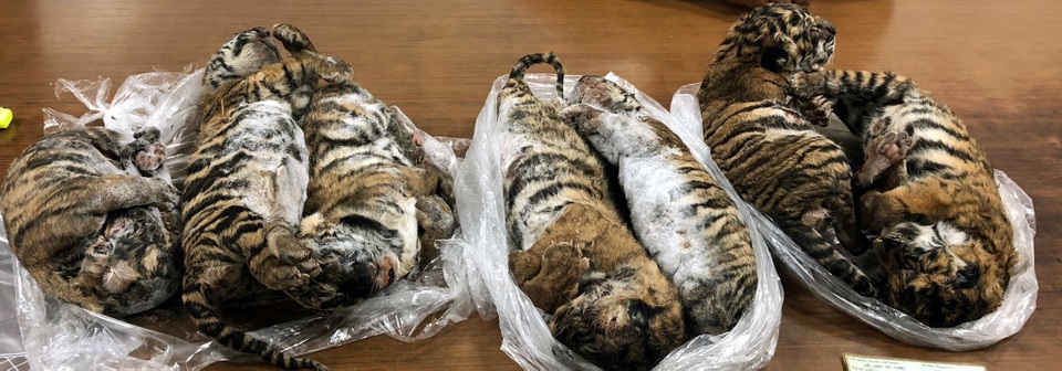 Công an Hà Nội triệt phá đường dây buôn bán hổ xuyên quốc gia - 2 Công an Hà Nội triệt phá đường dây buôn bán hổ xuyên quốc gia - 2