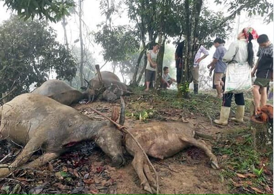 Thai phụ 19 tuổi tử vong nghi do sử dụng điện thoại trong lúc sạc pin - 2 Thai phụ 19 tuổi tử vong nghi do sử dụng điện thoại trong lúc sạc pin - 2