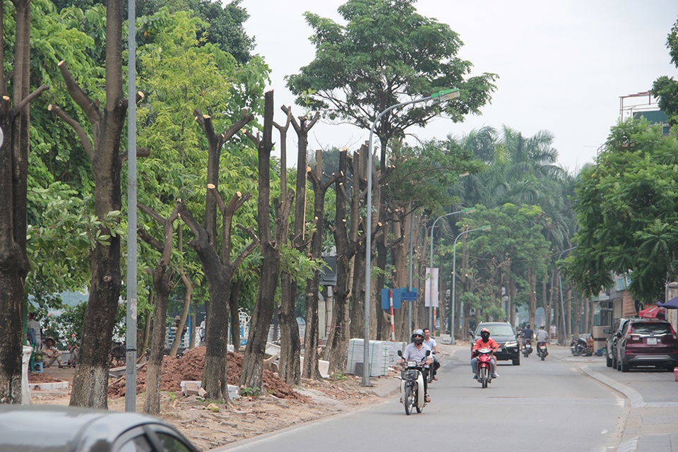 Hà Nội: Hàng cây hoa sữa trên phố Trích Sài bị đánh chuyển - 1 Hà Nội: Hàng cây hoa sữa trên phố Trích Sài bị đánh chuyển - 1
