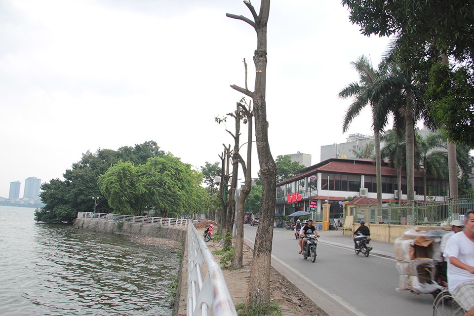 Hà Nội: Hàng cây hoa sữa trên phố Trích Sài bị đánh chuyển - 8 Hà Nội: Hàng cây hoa sữa trên phố Trích Sài bị đánh chuyển - 8